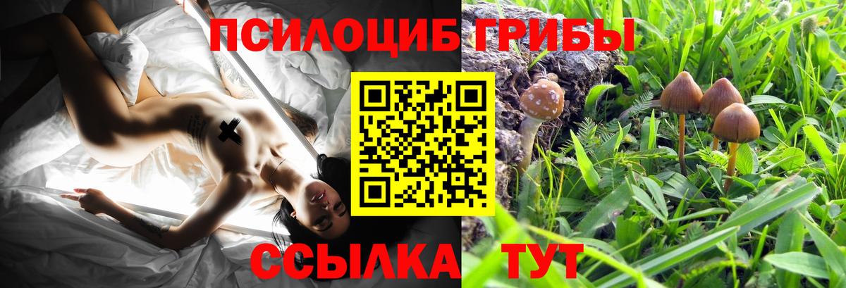Черняховск  Псилоцибиновые грибы Magic Shrooms  Вход с VPN 